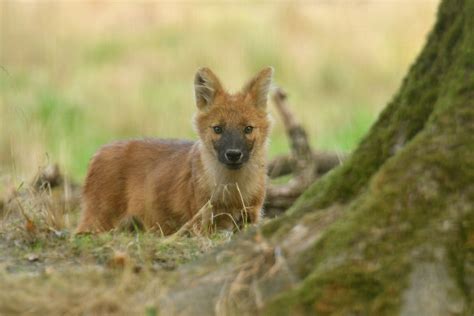 Chinese Dhole Cuon Alpinus Lepturus Zoochat