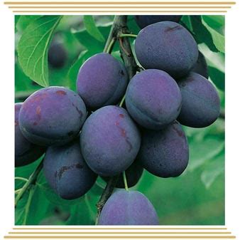 PRESIDENT plum fruit seedling - FRUTI KOMERC