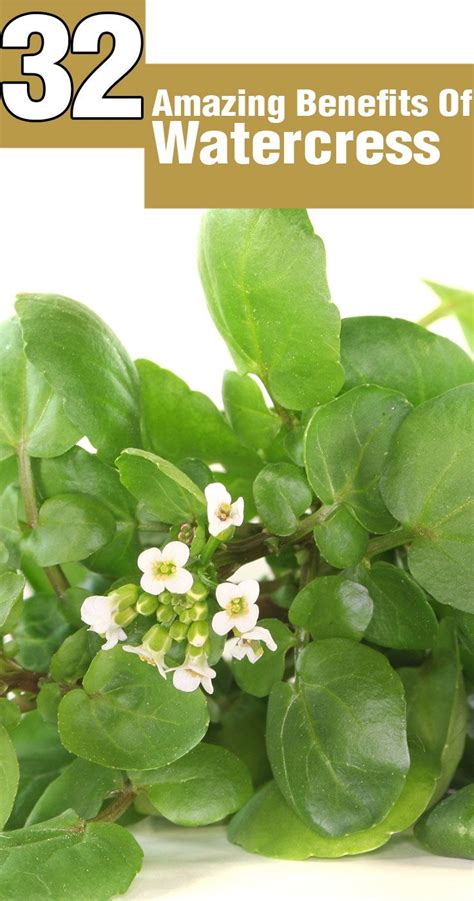 8 Health Benefits Of Watercress Nutrition And Side Effects