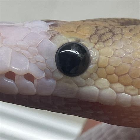 Is there something wrong with my ball python's eyes? : r/ballpython