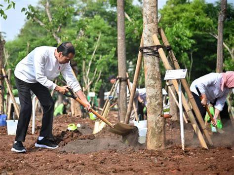 Tanam Pohon Serentak Presiden Jokowi Tegaskan Langkah Nyata Atasi