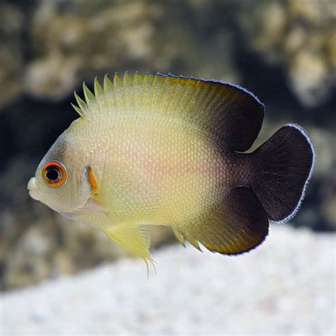 Half Black Angelfish | Affordable Aquaria