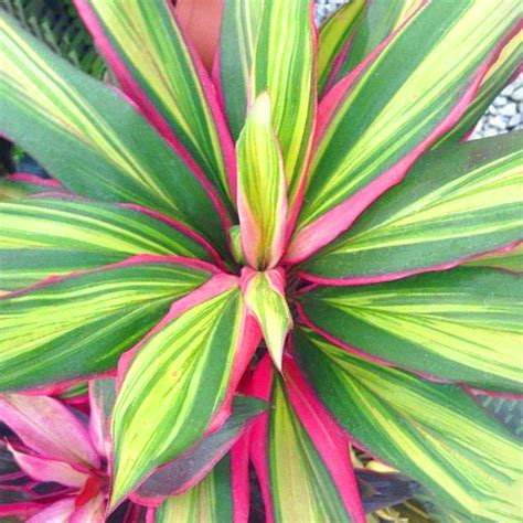 Kiwi Cordyline Ti Plant Seeds – SEEDTOPIA