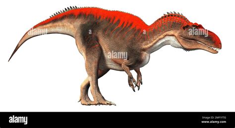 Giganotosaurus Vs Carcharodontosaurus Vs Acrocanthosaurus