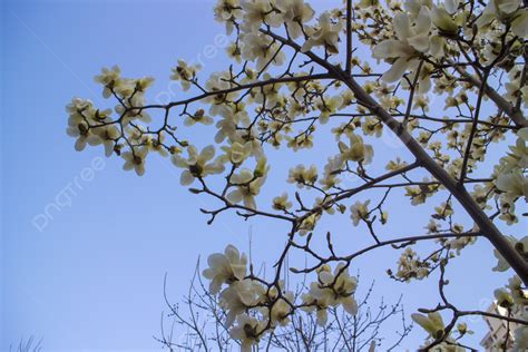 Background Latar Belakang Gambar Album Segar Kecil Magnolia Album Foto