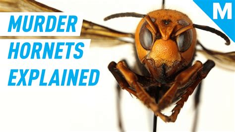 Heres What You Need To Know About Murder Hornets Mashable