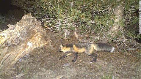 The Sierra Nevada red fox is now protected and listed as an endangered species - CNN