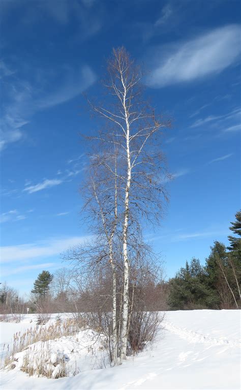 Phenological Phacts And Photos With Carl Martland January 2022