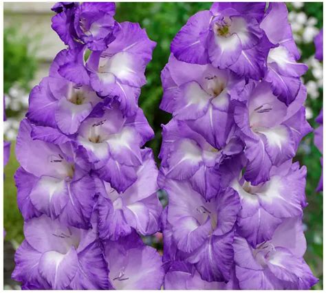 VAN ZYVERDEN 84514 Gladiolus Large Flowering Nori Instructions