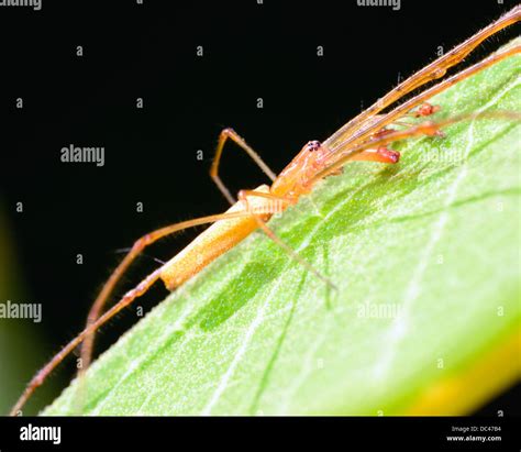 Green Orb Weaver Spider Hi Res Stock Photography And Images Alamy