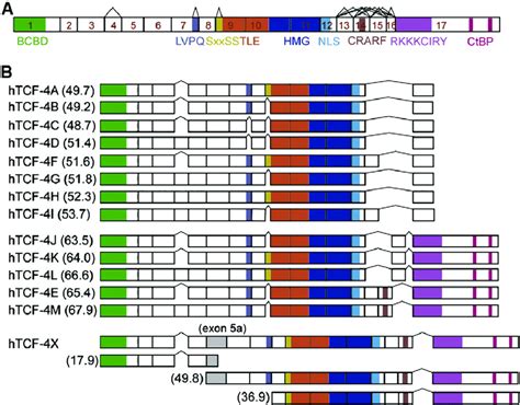 Dentification Of Novel Tcf 4 Splicing Variants In Hcc Cell Lines A A