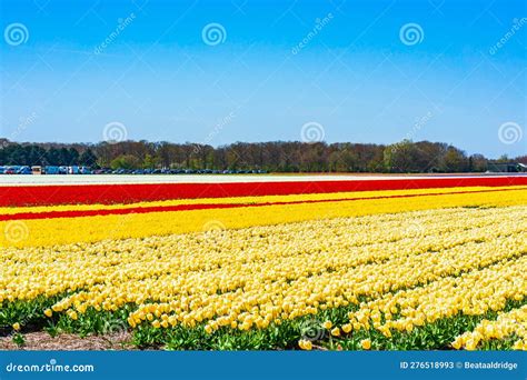 Tulip fields in Holland stock image. Image of gardens - 276518993