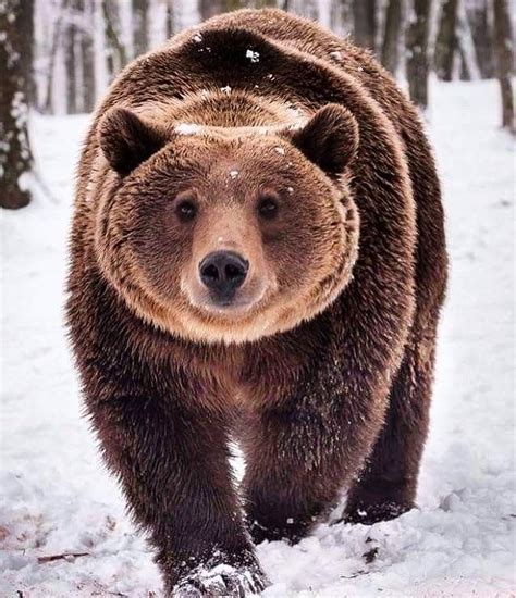 Animal De Poder Urso - Animal de Poder - Urso - Xamanismo Sete Raios