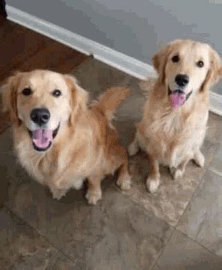 Golden Retriever Dogs GIF - Golden Retriever Dogs Good Boys - Discover ...