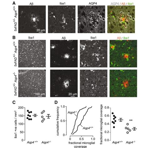 Reduced Microglial Plaque Coverage In Aqp Deficient Xfad Mice A A