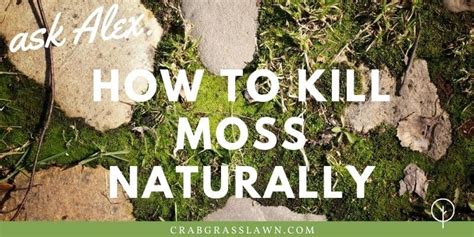 How to Get Rid of Moss in Lawn Naturally? | CrabgrassLawn