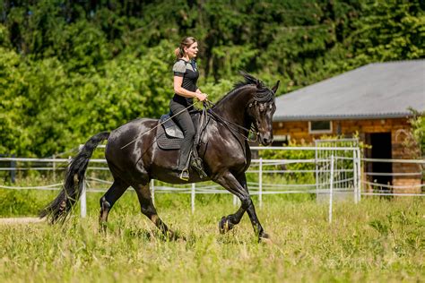 belinda bolsenbroek academy   steady gaze   horse shines