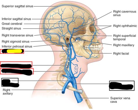 Exercise Blood Vessel Physiology Pt Lab Ll Flashcards Quizlet