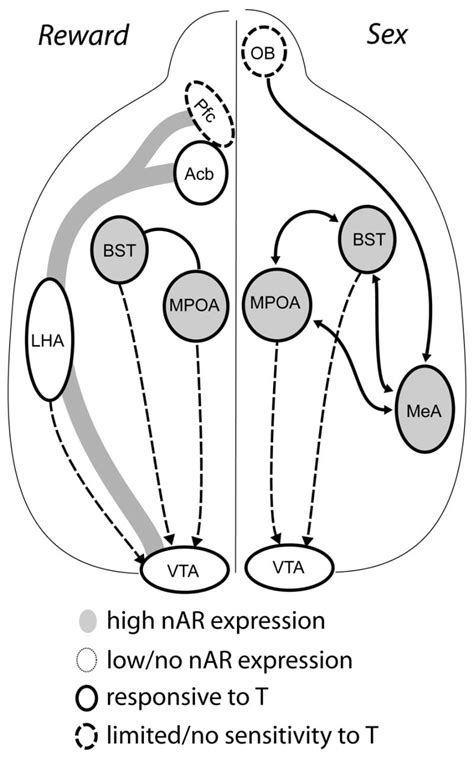 Adolescents And Androgens Receptors And Rewards Your Brain On Porn