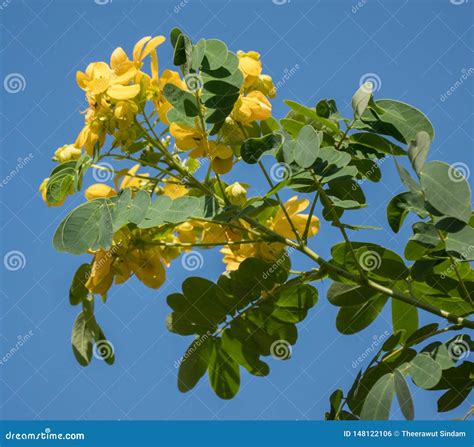 Cassod Tree; Cassia Siamea with Flower Stock Photo - Image of blue ...