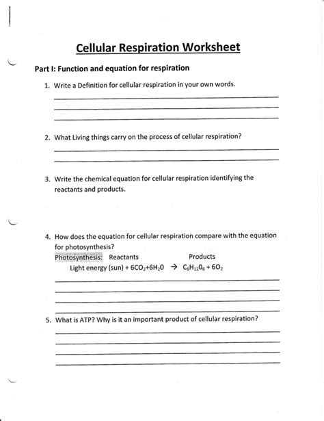 Biology Cellular Respiration Worksheet