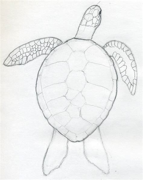 How To Draw A Rain Turtle Np