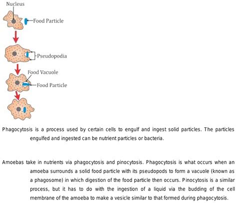 Explain The Process Of Phagocytosis In Amoeba With The Help Of A