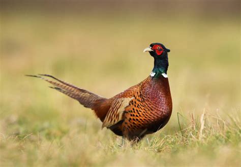 Pheasants In Flight Stock Photos Pictures And Royalty Free Images Istock