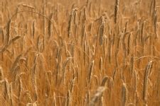 wheat field   stock photo public domain pictures