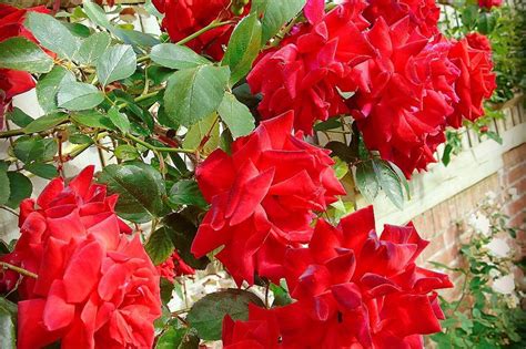 11 Best Climbing Roses For Shade - SONG OF ROSES