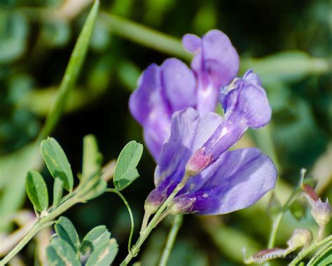 Prairie Wildflowers: Wild Vetch: Second purple prairie flower this year