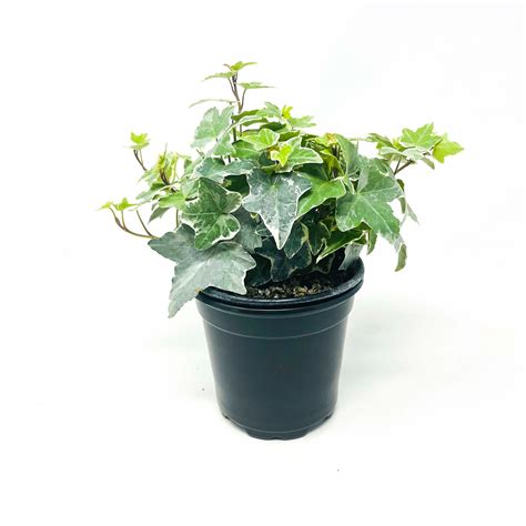 Glacier Hedera (English Ivy) – Southern Idaho Landscape Center