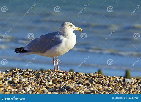 Seagull Sitting on the Beach in Worthing, UK Stock Image - Image of ...