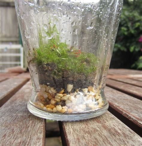 The Basics Of Closed Jar Terrariums Terrarium Garden Care Veggie Garden