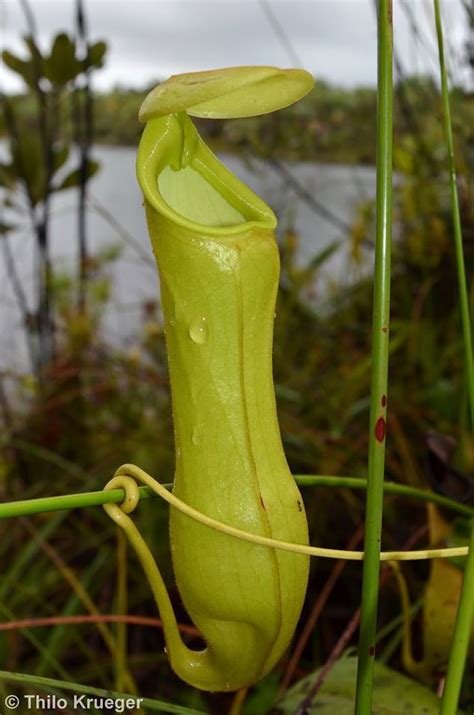 Plantfiles Pictures Nepenthes Species Pitcher Plant Madagascar Pitcher Plant Nepenthes