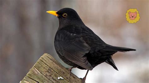 Schwarzer Vogel Mit Gelbem Schnabel Steckbrief Tierewissen