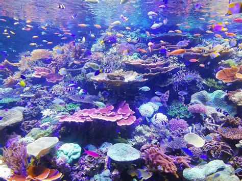 marine ecosystem risk   face  climate change  oxford