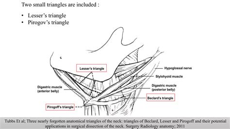 Anterior Triangles Of Neck Ppt