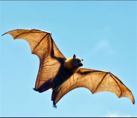 Episode 16 Airborne The Flying Fox All Creatures Podcast