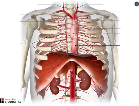 Thorax Arteries Diagram Quizlet