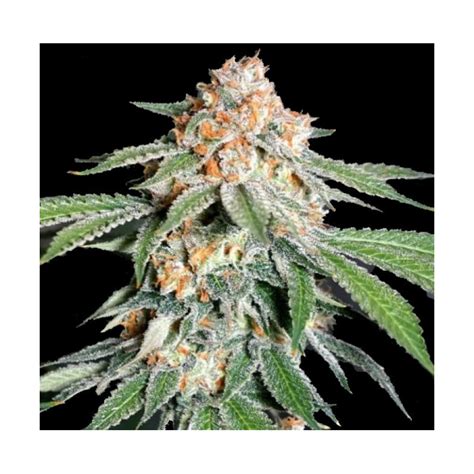 Super Autoflowers Cannabis Seeds Canadian Superautoflowers