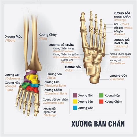 Xương Bàn Chân Chuyên Trang Khóa Học