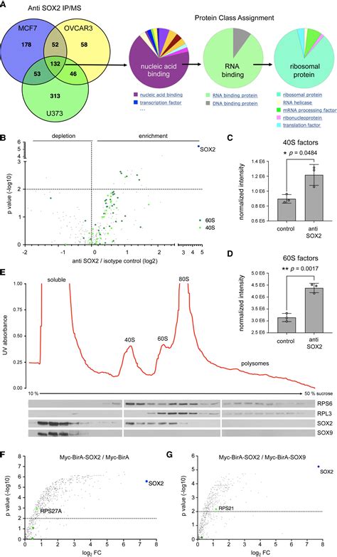 Nuclear And Cytosolic Fractions Of SOX2 Synergize As Transcriptional