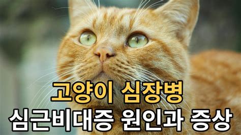 고양이 심장병 심근비대증 원인과 증상 Youtube