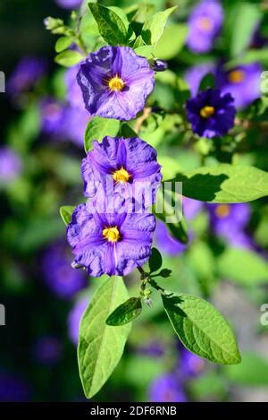 Blue Potato Bush Lycianthes Rantonnetii Syn Solanum Rantonnetii Stock