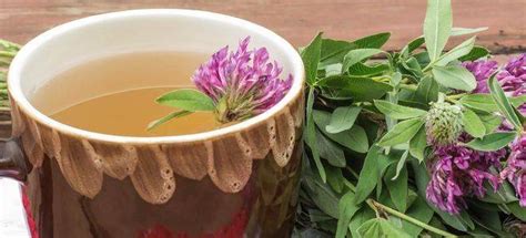 Чай из клевера лугового (красного): польза и вред, приготовление