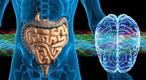 Asse intestino cervello il microbiota può influenzare lo sviluppo