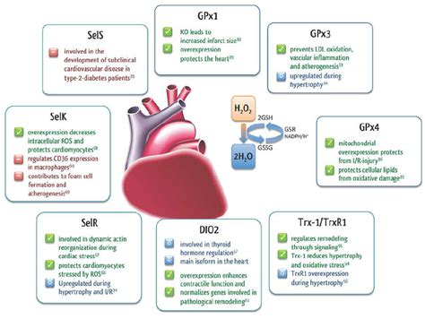 Roles Of Selenoproteins In The Heart Download Scientific Diagram