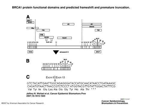 Brca Protein Functional Domains And Predicted Frameshift And Premature