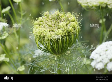 Ammi Visnaga Flower Head Unfurling In A Late Summer Garden Border